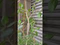 木犀科 oleaceae 流蘇樹屬 chionanthus 海葡萄雙子葉植物vid20240508065353