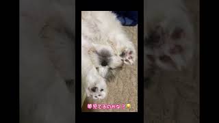 【爆睡】寝相悪いぽぽさん #子犬の成長記録 #子犬の日常 #シーズー #ペット動画 #シーズー子犬 #シーズー犬