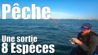 Pêche Multi Espéce : 8 Espèces de poissons en une sortie : Pagres, Dorade, Bar, Lieu, Seiche ...