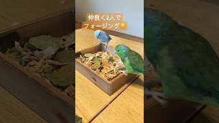 仲良く2人でフォージング✨※お掃除が大変です😅 #インコ #マメルリハ #マメルリハインコ #モフモフ#フォージング