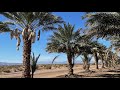 Date Palm Production in  Coachella Valley in Southern California