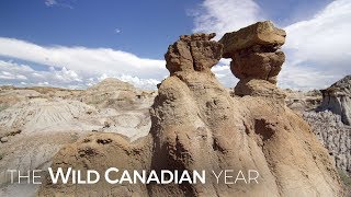 Alberta’s Surreal Badlands Shaped By Torrential Rainstorms | Wild Canadian Year