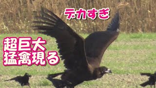 超巨大猛禽現る(クロハゲワシ)