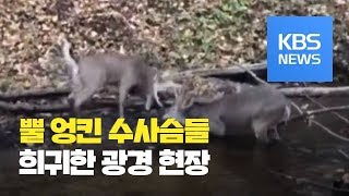 [클릭@지구촌] “난감하네”…싸우다 서로 뿔 엉킨 수사슴들 / KBS뉴스(News)