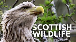 The Spectacular Wildlife Of Springtime Scotland | Scotland: A Wild Year | All Ou