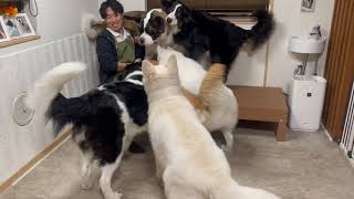 大型犬ふれあいカフェ ほっとひと犬（東京・瑞江）の魅力を深掘り！ 01