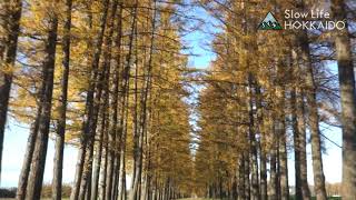 Slow Life Hokkaido - Larch Windbreak Trees