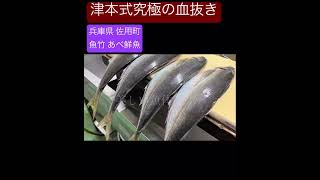 【鯵】魚竹 あべ鮮魚 津本式究極の血抜き #shorts