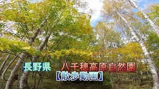 八千穂高原自然園 【散歩動画】H30 1010