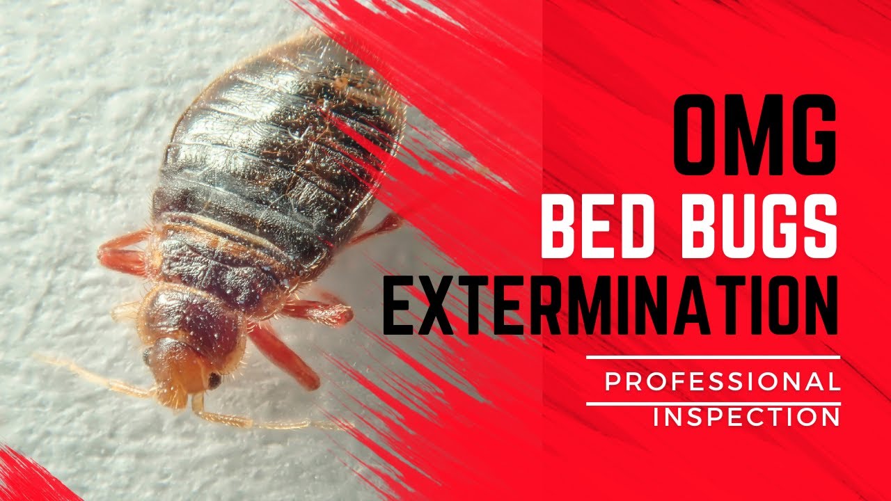 OMG!!! Bed Bugs Exterminator - YouTube