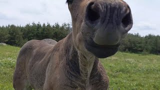 【寒立馬】放牧地で仔馬とふれあう @尻屋崎（青森県）;Horse