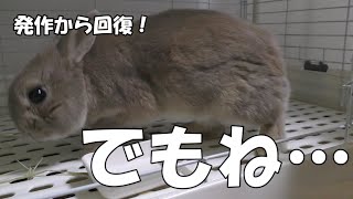 うさぎが斜頸になって回復！　でも…