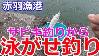 【赤羽漁港】前日に青物・ヒラメが泳がせで釣れてたので、泳がせしました！！！