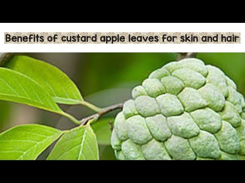 Is custard apple seeds good for hair?