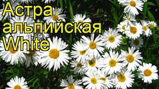 Астра альпийская Уайт. Краткий обзор, описание характеристик, где купить саженцы aster alpinus White