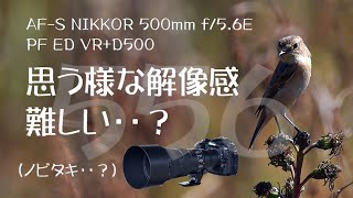 Nikon AF-S NIKKOR 500mm f/5.6E PF ED VR 556+D500思う様な解像感なかなか・・？(ノビタキ・・？）