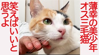 薄幸の美少年オス三毛猫、笑えばいいと思うよ The male calico's smile