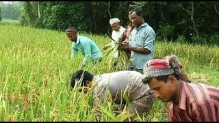 দিনাজপুরে আগাম জাতের আমন ধান কাটায় ব্যস্ত কৃষকেরা