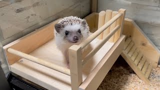 【ハリネズミ】ケージの中に２階を作ってみたらこんな反応になりました【hedgehog】