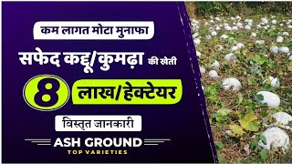 पेठे की खेती कैसे करे White Pumpkin Cultivation in India | kumdha ki kheti @kisanbadlega