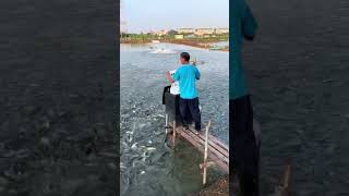 The process of feeding fish feed to pond fish