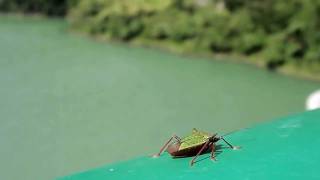 ツノアオカメムシとお散歩２　　Take a walk with a Stinkbug（Pentatoma japonica）.