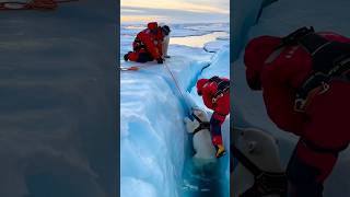 Rescue a polar bear cub that fell into an ice cave#polarbearrescue #wildwonders #arcticwildlife