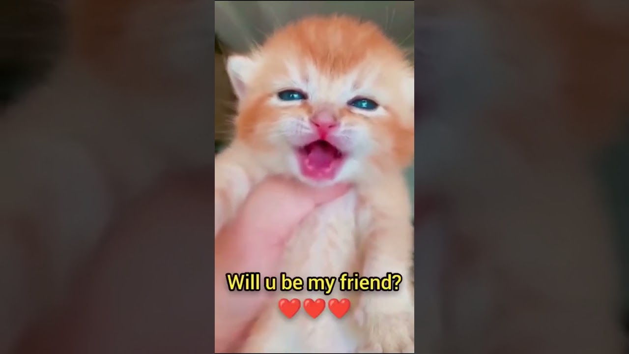 Cat Crying ёяшф Youtube
