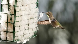 Anna's Hummingbird Christina Collecting Nesting Material