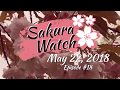 Sakura Watch May 22, 2018 - Akebono and Fugenzo trees are in full bloom - episode 18