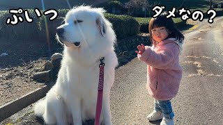 【まさか…】２歳児の指示には絶対従う超大型犬がお願いされてもやらない事が１つだけあります｜グレートピレニーズ\u0026オールドイングリッシュシープドッグ\u0026トイプードル