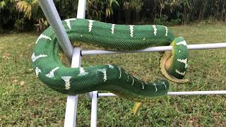 Mayamara - Northern Emerald Tree Boa (Corallus Caninus) - Backyard Exercise - September 2019 2160p