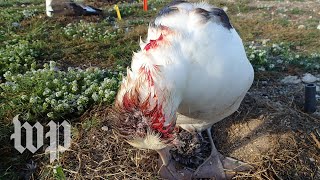 Mice are attacking the world’s largest albatross colony