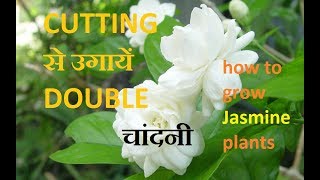 254#How to grow Double chandani from cutting|| बरसात में उगाये डबल चांदनी 254#How to grow Double chandani from cutting|| बरसात में उगाये डबल चांदनी