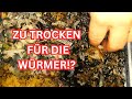 Wurmkompost - Fressen Kompostwürmer Banane? Ist es zu trocken in der Kiste?