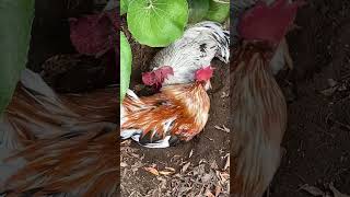 にわとりのボスの貫禄　The dignity of the roosters’ boss #ニワトリ #backyardchickens #ペット #youtubeshorts