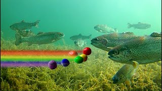 How to Catch Trout with Powerbait - Color SHOWDOWN! Amazing Underwater Trout Str
