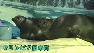 【マリンピア日本海】バイカルアザラシのトレーニング