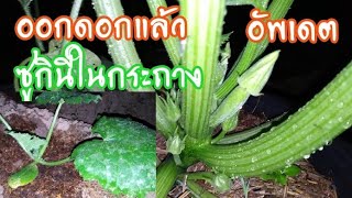 ซูกินี​ ออกดอก​แล้ว​ ผักเมืองหนาวที่เรียกได้หลายชื่อ​ บวบ​ ฟักทอง​ แตงzucchini