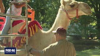 Animal rights activists cry foul over Charlotte Festival in the Park camel rides