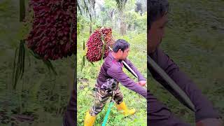 ফলটা যেভাবে নিয়ে আসলো রাস্তায় #reels #video #Amazing #reel #OMG