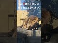 メスライオンに怒られた雄ライオン　 ライオン 雌　雄ライオン　 オス　メスライオン 動物 動物園