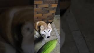 【柴犬】大きめのヘチマを初めて見た時の反応。