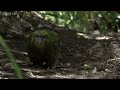 the cute and clumsy flightless parrot natural world nature s misfits bbc