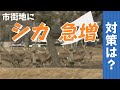 シカ急増　自動車との衝突事故は５年前の２倍に…市街地にあふれ出すシカ対策「最優先の課題」は