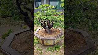 培養中的大晶鑽Over sized bonsai in cultivation. #Podocarpus #晶鑽羅漢松