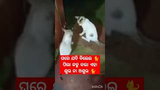 ଘରେ ଯଦି ବିଲେଇ 🐈 ପିଲା ଜନ୍ମ କଲା ଏହା ଶୁଭ ନା ଅଶୁଭ 🐈 #odiavlogmanu #viralshort #odia