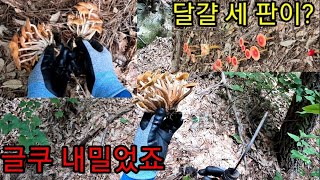 글쿠버섯이 천지빛깔!(Edible Fungus growing on the Oak Trees(Gluku Mushroom) are All over the World)