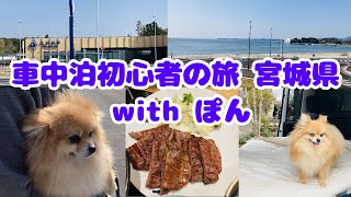 犬と車中泊！初心者の旅　はじまりは宮城県【ポメラニアン4歳児】