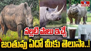 నల్లటి పాలు ఇచ్చే జంతువు ఏదో మీకు తెలుసా..! | Animal That Gives Black Milk | News Chips | hmtv